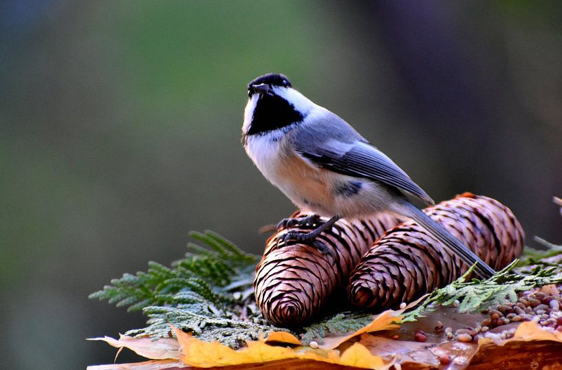 Eine Meise am Gartenfutterhäuschen von Claude Laprise