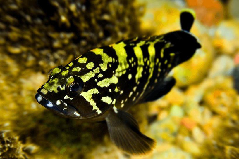 ART SUBAQUATIQUE - MERO par LISA DC