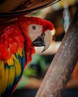 Macaw sur bâton. Le panel de couleurs de l'amazone