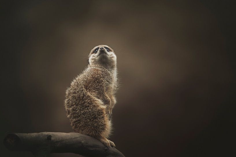 Suricate par Tamara Nederkoorn