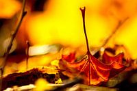 Bright autumn leaves