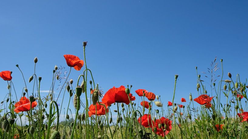Poppies in the wind by Ostsee Bilder