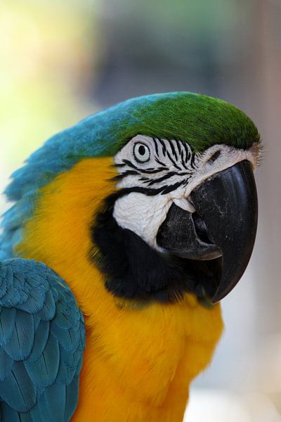 Papagei Portrait - Parrot Portrait von Christiane Schulze