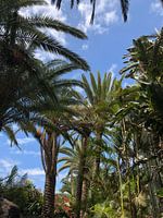 Under the shade of palm trees