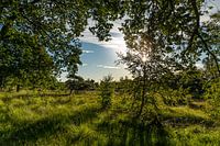 Kampina, Noord-Brabant, Nederland
