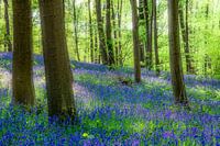 Frühlingsstimmung mit Holzhyazinthen und Blue Bells