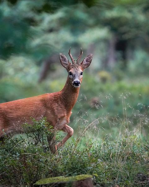 Ree sur la Veluwe par Tom Zwerver