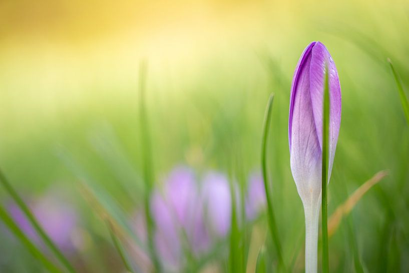 Frühlingsgefühle von Steffie van der Putten