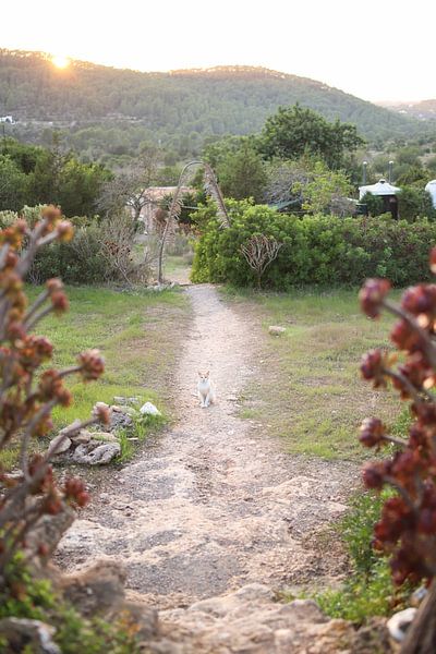 Ibiza-Katze von Djuli Bravenboer