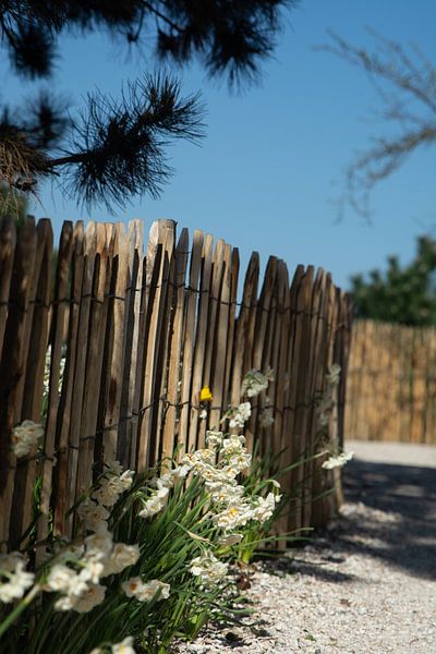 Shell-Pfad von Henriette Tischler van Sleen