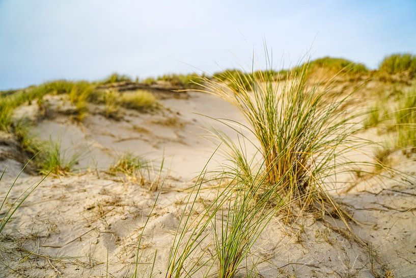 Stille in den niederländischen Dünen von Caught in the Wild