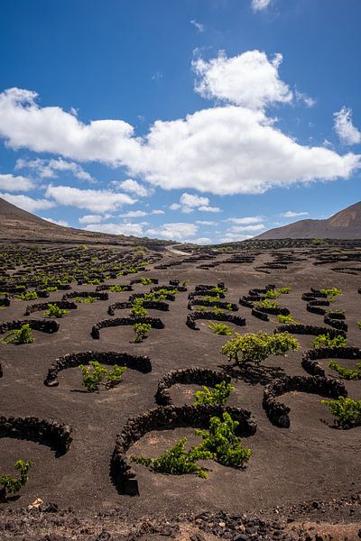 Bodega 1 von Nuance Beeld
