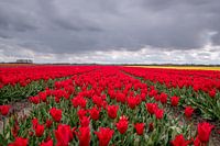 Red tulipfield in the Netherlands