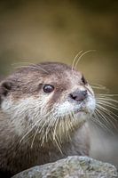 Curious Dwarf Otter plays hide-and-seek behind a rock.