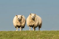 Deux moutons sur la digue, le Wad.