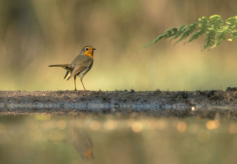 Robins part 1 by Tania Perneel