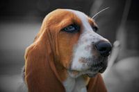 Basset Hond