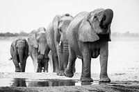 Olifanten in Etosha NP