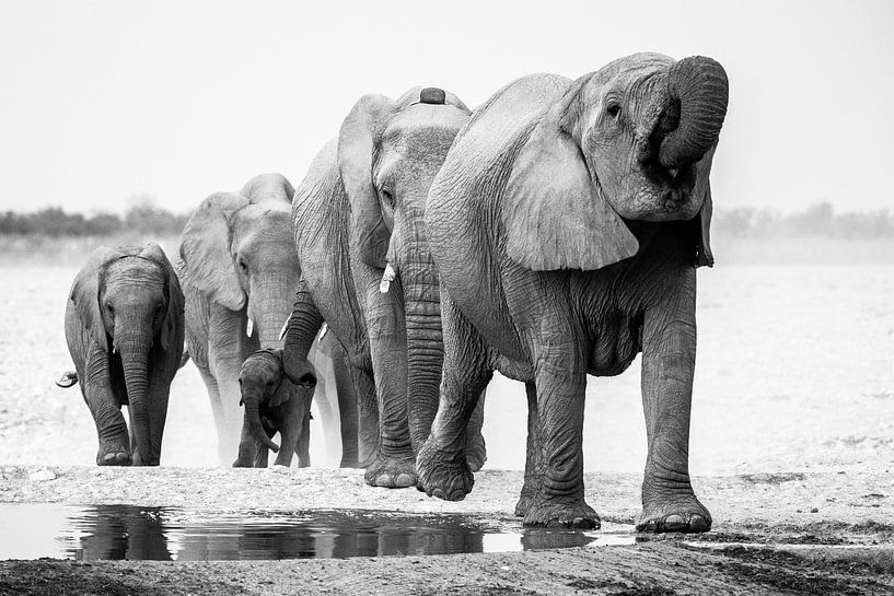 Olifanten in Etosha NP von Henri Kok