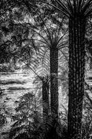 Regenwald im Nebel XV