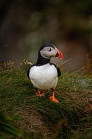 Ruhiges Porträt eines Papageientauchers im Gras, Lunga, Schottland
