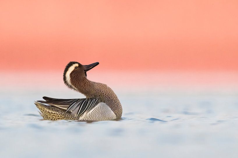 Baltering Sommergans (Anas querquedula) von Beschermingswerk voor aan uw muur