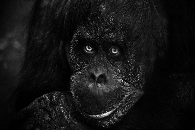 Smart face orangutan close up. Phlegmatic slightly ironic eyes look. Dark, black background by Michael Semenov
