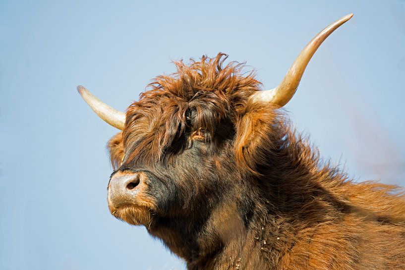 Schotse Hooglander by CreaBrig Fotografie