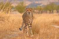 Der Fokus des Gepards