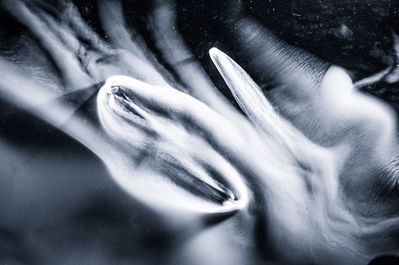 Schwarz und weiß 2 von angelique van Riet