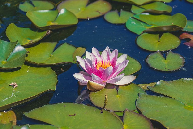 Nénuphar en fleur par marieke maes