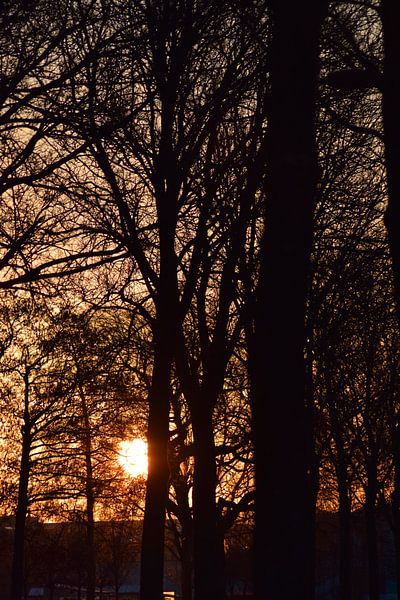 Bäume von Annemarie Kroon