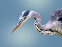 Blaureiher Nahaufnahme