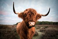 Highlander écossais