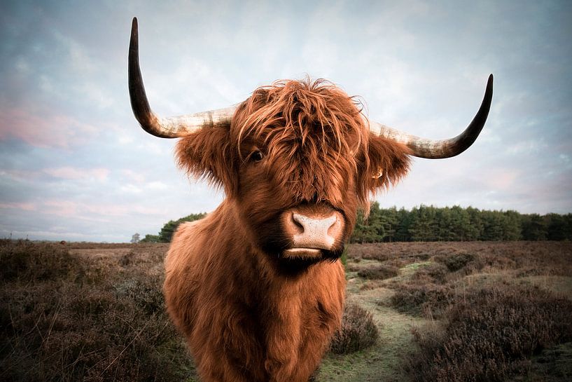 Schottischer Highlander von Tamara Witjes