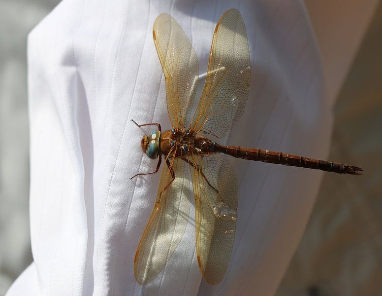 Braune Mosaikjungfer von Matthias Brix