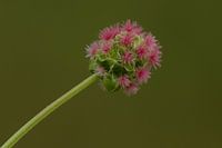 Salad burnet