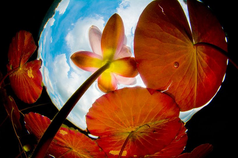 Water lily in Snell's window. by Filip Staes