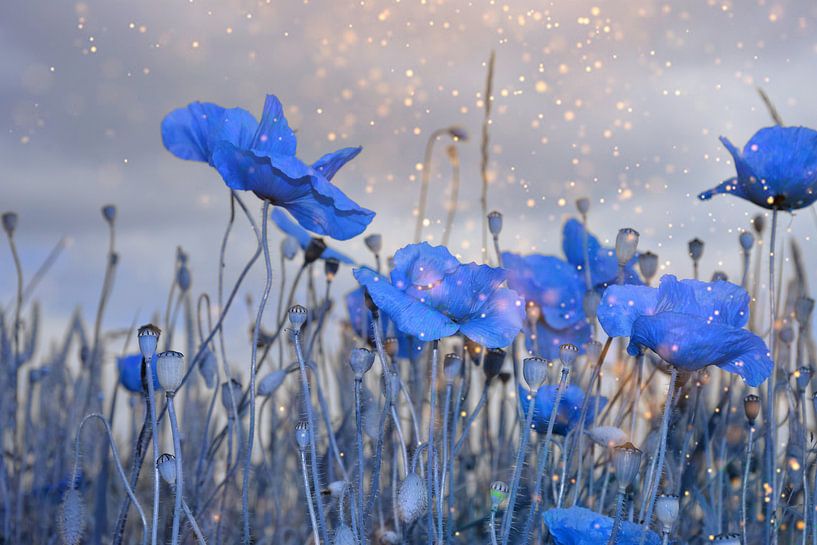 Corn poppy in blue by Claudia Evans