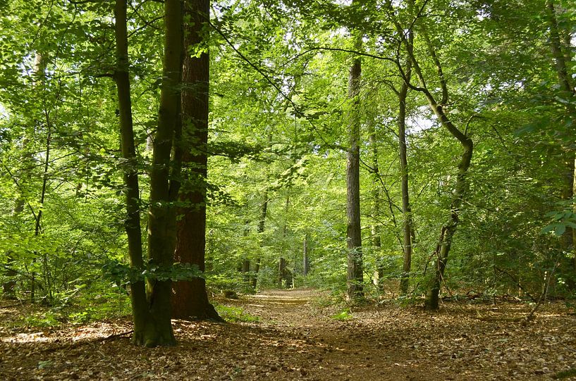 Forest in summer with sunshine by Corinne Welp
