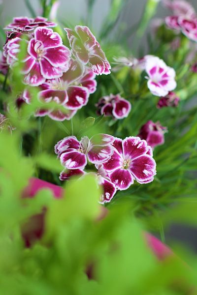 Fleurs de printemps par Marianna Pobedimova