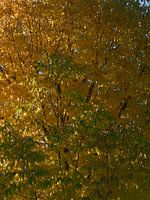 Couleur d'automne d'un frêne indigène.