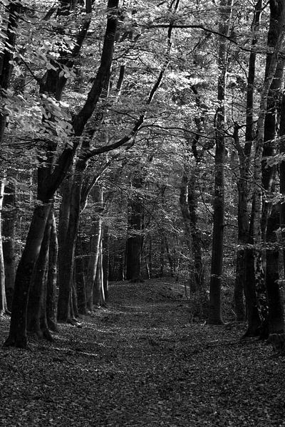 Un chemin à travers une forêt de hêtres en noir et blanc par Gerard de Zwaan