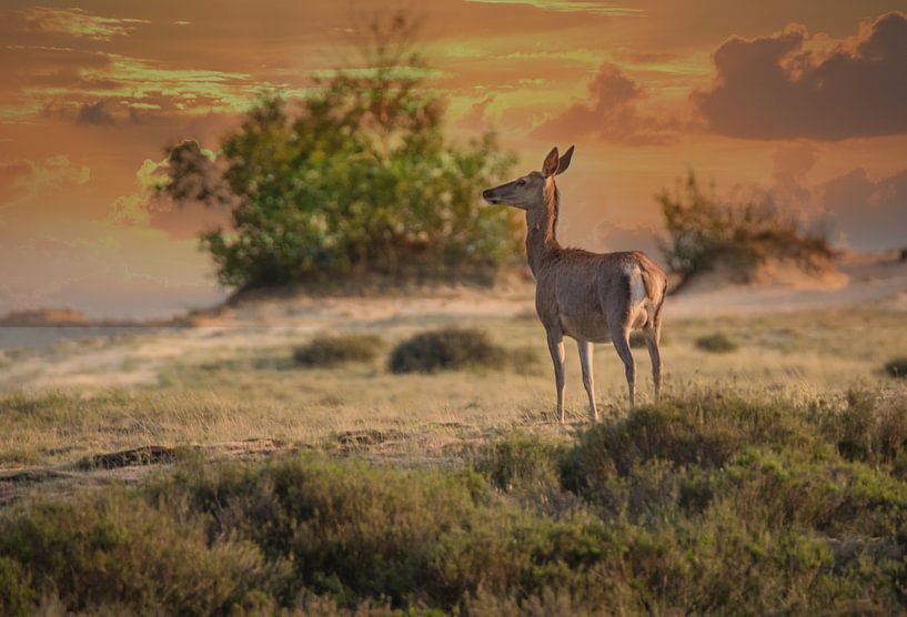 Hinde enjoying the last rays of the sun by miranda tijssen