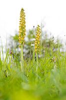 Ohnsporn - Orchis anthropophora