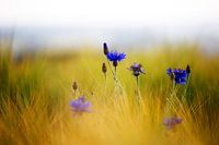 Cornflower-Art