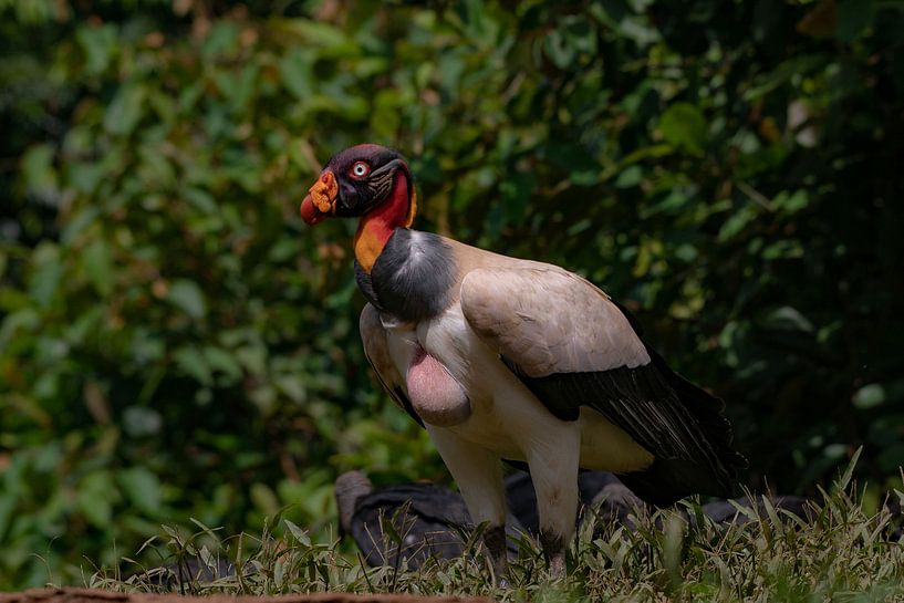 Vautour au Costa Rica par Merijn Loch