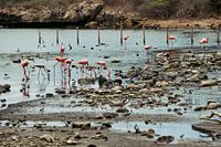 Flamingo's in Washington Slagbaai National Park