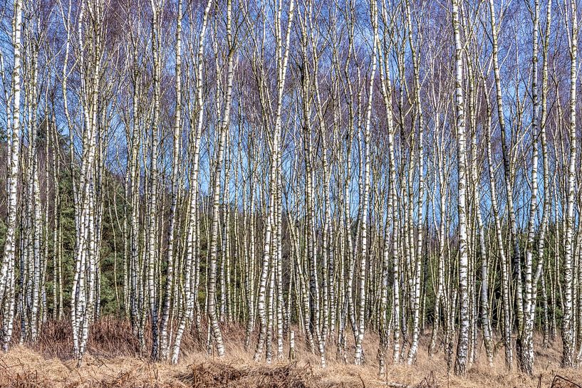 Birch tree forest in winter. by Els Oomis
