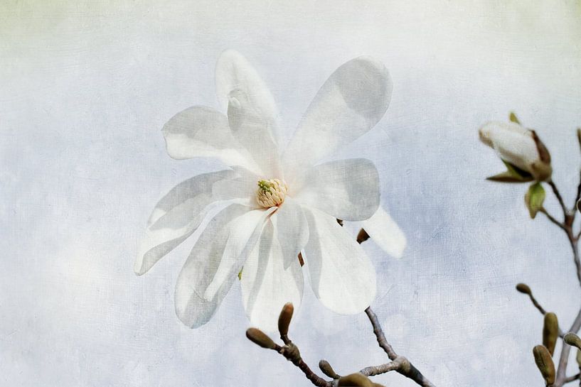 Magnolienblüte by Heike Hultsch